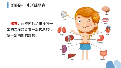 2.2.2 动物体的结构层次-2023-2024学年七年级生物上学期备课课件（人教版）(共26张PP