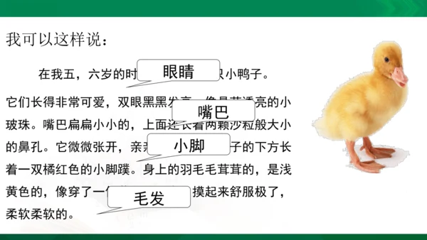 部编版二年级语文看图写话写动物课件
