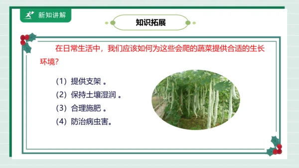 【核心素养目标】主题四 活动一《会爬的蔬菜》课件-【东北师大版】《劳动实践》二上