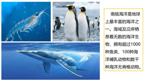 10.0 极地地区（第2课时）（课件33张）-七年级地理下册同步精品课堂（人教版）