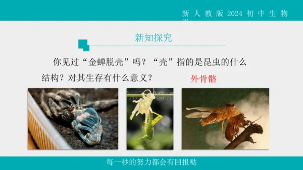 人教版生物七年级上册2.2.1《无脊椎动物》教学课件(共40张PPT)+视频素材