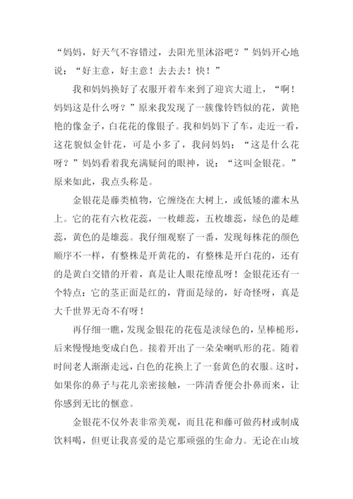 写金银花的作文600字.docx