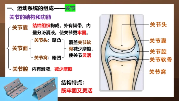 人教版生物八年级上册5.2.1《动物的运动》课件(共27张PPT)+视频素材