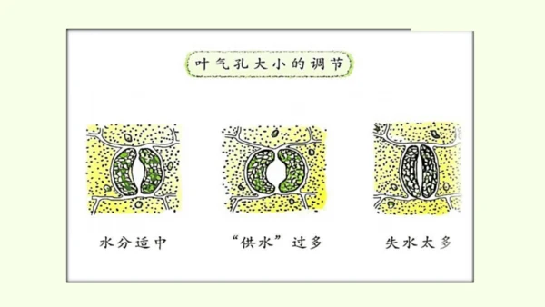 3.2.1水的利用与散失-七年级生物下学期同步精品课件（2024人教版）(共32张PPT)