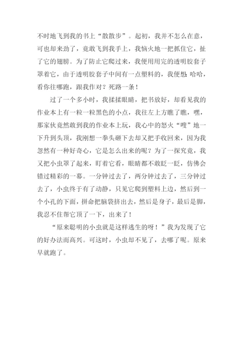 观察小昆虫的作文.docx