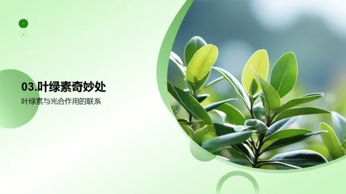 揭秘绿色之源