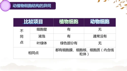 人教版（2024）七年级上册1.2.3动物细胞 课件(共27张PPT)