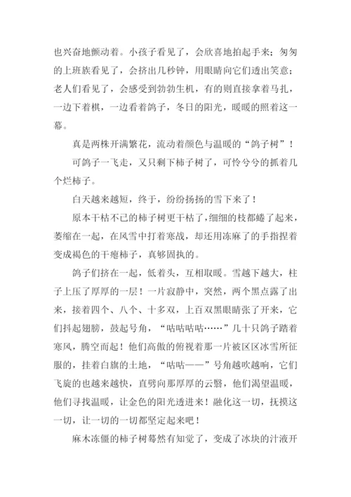 鸽子树作文0.docx