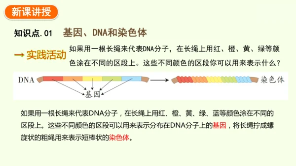 7.2.2基因在亲子代间的传递-八年级生物人教版下学期同步精品课件(共24张PPT)