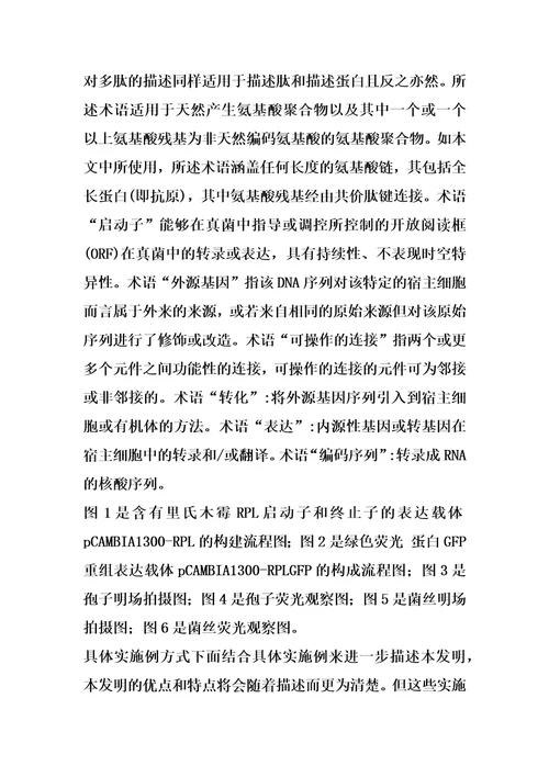 源于里氏木霉的强启动子及其表达载体和应用的制作方法