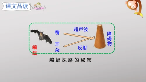 6 夜间飞行的秘密   课件