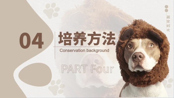 宠物养护护理通用PPT模板