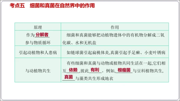 【人教八上生物期中复习考点梳理+临考押题】第四、五章 细菌、真菌和病毒（串讲课件）(共30张PPT)