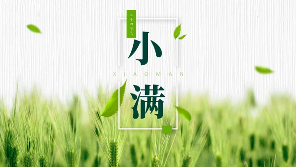 小满——禾苗青苗稻谷嫩芽通用PPT模板
