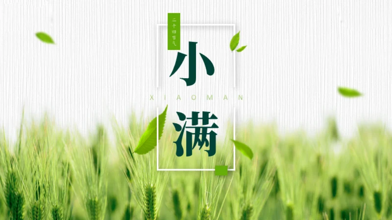 小满——禾苗青苗稻谷嫩芽通用PPT模板