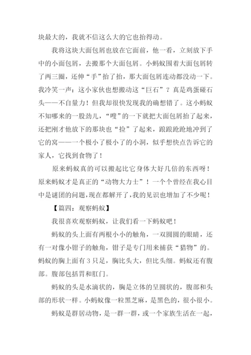 观察蚂蚁的日记.docx
