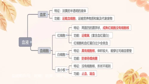 第四单元第四章人体内物质的运输 复习课件(共23张PPT)人教版七年级下册