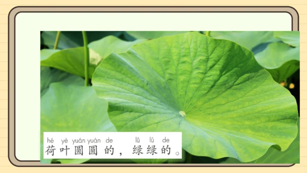 12 荷叶圆圆（课件）