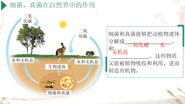 人教版七上2024第二单元复习课件(共20张PPT)