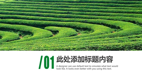 清新茶文化采茶茶道茶艺茶文化PPT模板