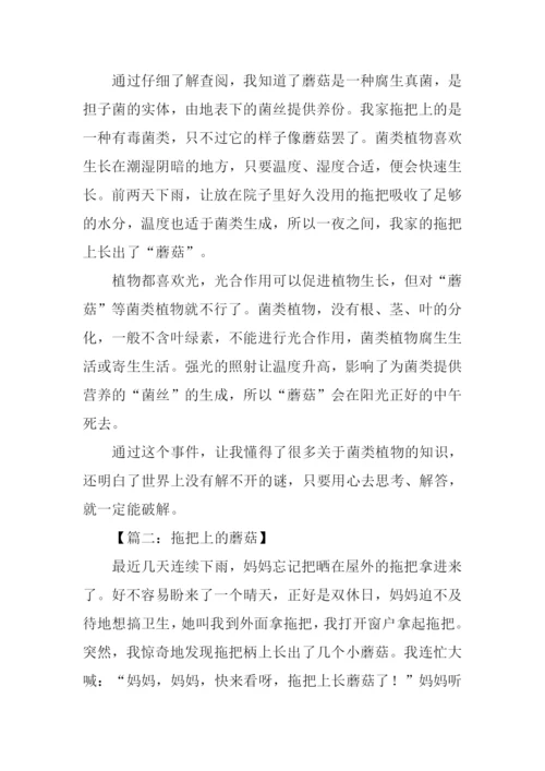 拖把上长蘑菇作文.docx