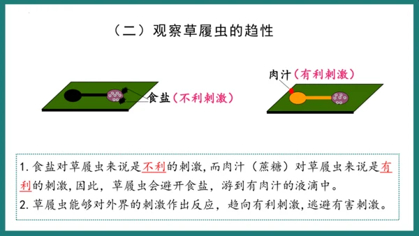 第一单元第三章从细胞到生物体（复习课件）-七年级生物上册同步教学精制课件（人教版2024）(共44张