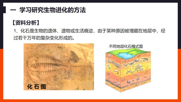 生命起源和生物进化企鹅通用PPT模板