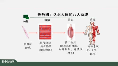 2.2.2 动物体的结构层次 课件（共24张PPT）