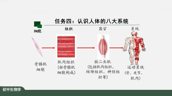 2.2.2 动物体的结构层次 课件（共24张PPT）