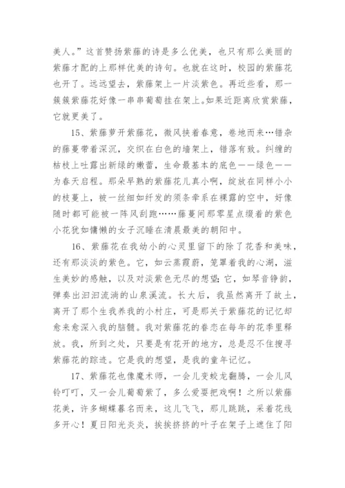 描写紫藤花优美句子.docx