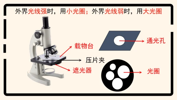 2.1.1练习使用显微镜课件2023--2024学年人教版生物七年级上册(共32张PPT)