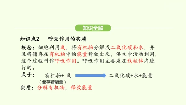 第三单元-第二章-第三节-呼吸作用课件-2024-2025学年七年级生物下学期人教版(2024)(共