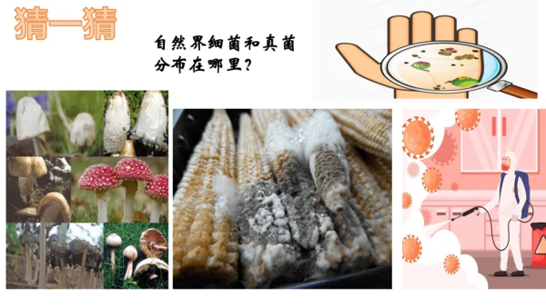 人教版生物八年级上册5.4.1《细菌和真菌的分布》课件(共22张PPT)