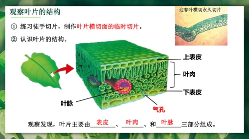 3.3  绿色植物与生物圈的水循环 课件-2023-2024学年人教版生物七年级上册(共23张PPT