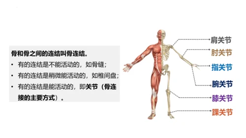 人教版生物八年级上册5.2.1 动物的运动 课件(共34张PPT)+视频素材