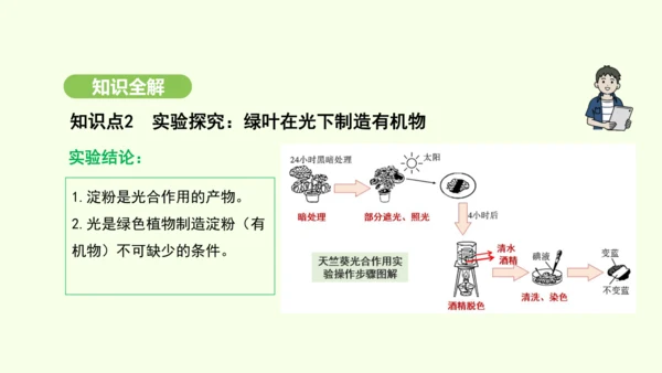 第三单元-第二章-第二节-光合作用-第1课时 绿叶在光下制造有机物课件-2024-2025学年七年级