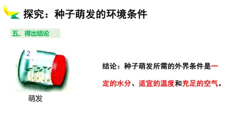 3.2.1 种子的萌发 2023-2024学年七年级生物上册精品教学课件（人教版）(共19张PPT)