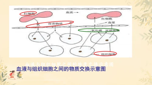 初中生物学人教版（新课程标准）七年级下册4.2 血流的管道──血管课件(共16张PPT)