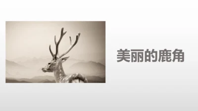 2美丽的鹿角  课件