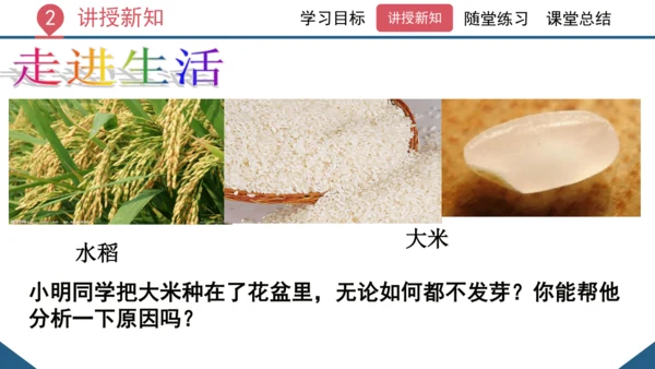 3.1.2  种子植物（课时1 种子的结构）课件-2023-2024学年人教版生物七年级上册(共24