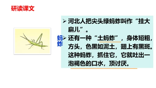 第4课《昆虫备忘录》（教学课件）