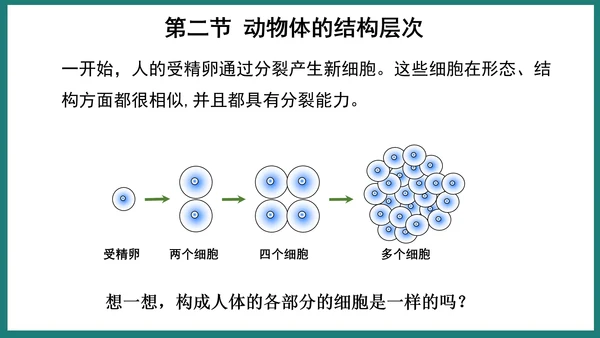 第一单元第三章从细胞到生物体（复习课件）-七年级生物上册同步教学精制课件（人教版2024）(共44张
