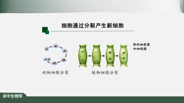 2.2.1 细胞通过分裂产生新细胞 课件（共22张PPT）