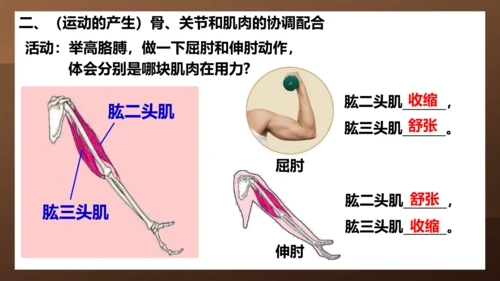 人教版生物八年级上册5.2.1《动物的运动》课件(共27张PPT)+视频素材