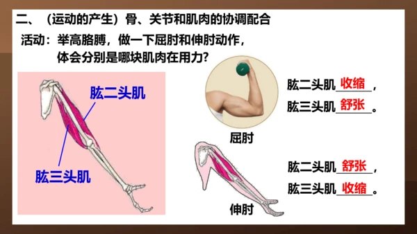 人教版生物八年级上册5.2.1《动物的运动》课件(共27张PPT)+视频素材
