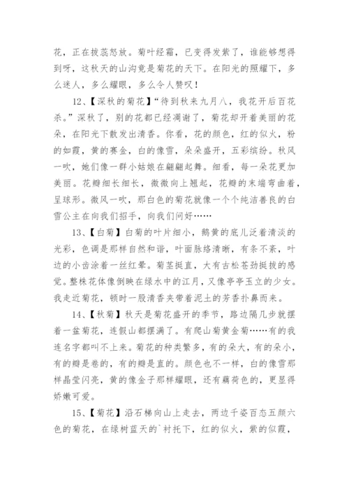 描写菊花的优美句子.docx