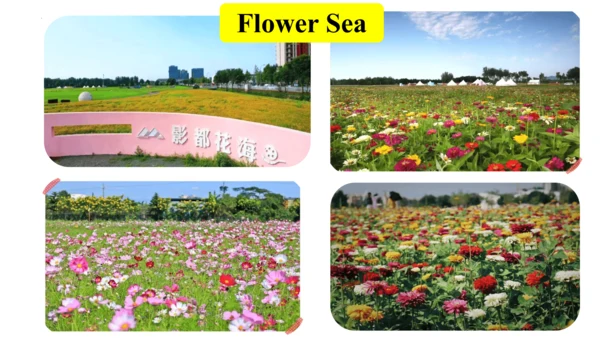 Unit 3 Transportation Lesson3 课件(共20张PPT)