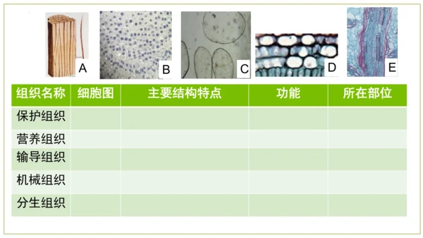 2.2.3植物体的结构层次 【说课课件】2023--2024学年人教版生物七年级上册(共42张PPT