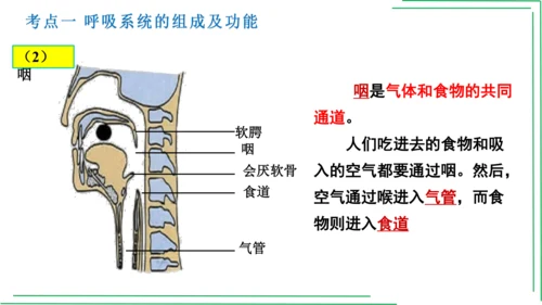 七年级下册 第三章 人体的呼吸【2023春人教七下生物期中期末复习课件】(共28张PPT)