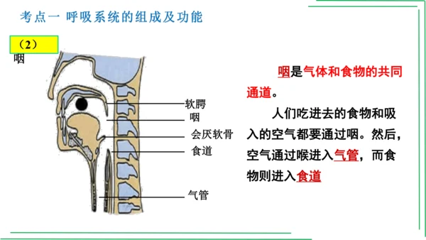 七年级下册 第三章 人体的呼吸【2023春人教七下生物期中期末复习课件】(共28张PPT)